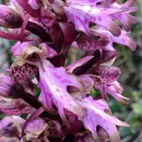 Alla ricerca di Orchidee spontanee: escursione dalla Certosa di Pisa a Calci alla Torre degli Upezzinghi a Caprona